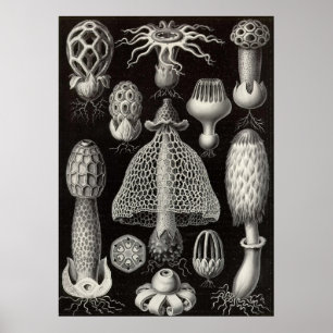 Poster Ernst Haeckel - cogumelos de Basimycetes