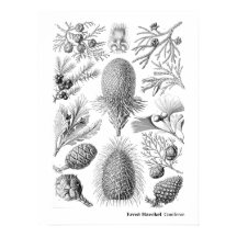 Ernst Haeckel Coniferae Preto e Branco