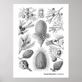 Poster Ernst Haeckel Coniferae Preto e Branco
