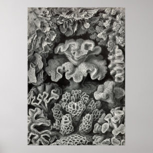 Pôster Ernst Haeckel - coral Hexacoralla2