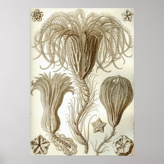Pôster Ernst Haeckel Crinoidea (Frente)