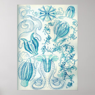 Poster Ernst Haeckel Ctenophorae Jellyfish