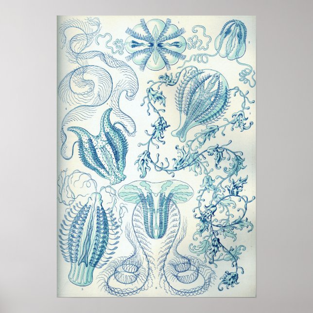 Poster Ernst Haeckel Ctenophorae Jellyfish (Frente)