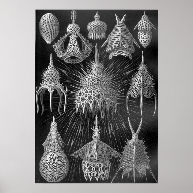 Pôster Ernst Haeckel Cyrtoidea (Frente)
