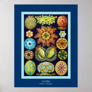 Pôster ~ Ernst Haeckel de Ascidiae