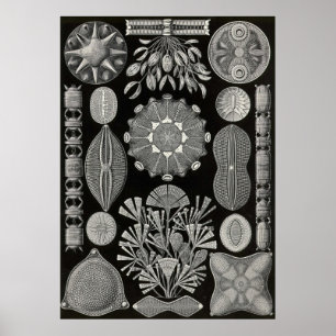 Poster Ernst Haeckel - Diatomea2