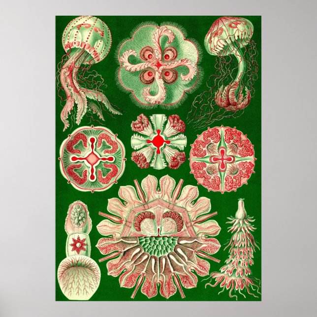 Pôster Ernst Haeckel - Disco5 (Frente)