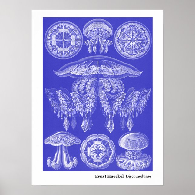 Poster Ernst Haeckel Disco III (Frente)