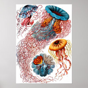 Poster Ernst Haeckel Disco Jellyfish