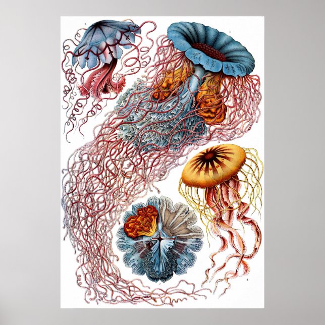 Poster Ernst Haeckel Discomedusae (Frente)