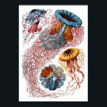 Poster Ernst Haeckel Discomedusae<br><div class="desc">A 8ª Prata da Natureza Kunstformen der Nature de Ernst Haeckel,  de 1904. Este impressão apresenta vários peixes gelatinosos.</div>