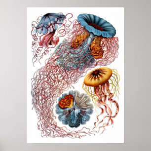 Poster Ernst Haeckel Discomedusae