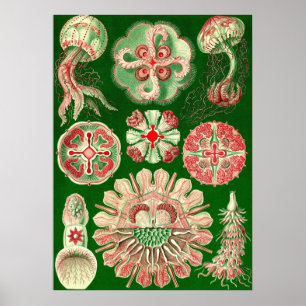 Pôster Ernst Haeckel - Discomedusae5