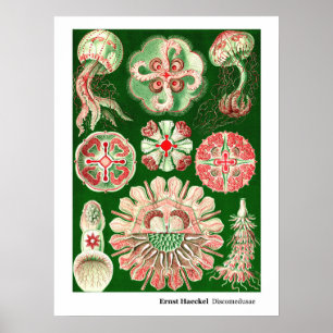 Pôster Ernst Haeckel Discomedusae (Aurelia)