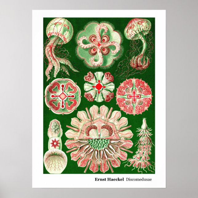 Pôster Ernst Haeckel Discomedusae (Aurelia) (Frente)