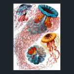 Poster Ernst Haeckel Discomedusae Jellyfish<br><div class="desc">O Disco é um grupo taxonômico (subclasse do Scyphozoa) de águas-vivas. Ernst Heinrich Philipp August Haeckel era um biólogo alemão, naturalista, filósofo, médico, professor, biólogo marinho, e artista que descobriu, descreveu e nomeou milhares de novas espécies, mapeou uma árvore genealógica que relacionava todas as formas de vida, e cunhou muitos...</div>
