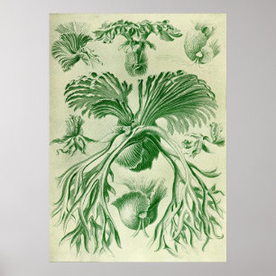 Pôster Ernst Haeckel - Filicinae