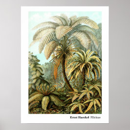 Poster Ernst Haeckel Filicinae