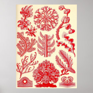 Poster Ernst Haeckel - Florideae