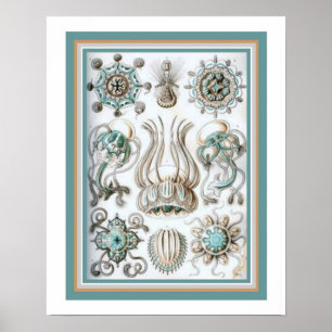 Pôster Ernst Haeckel "Geometria Sagrada" 16 x 20 Impressã