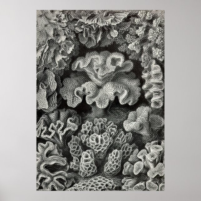 Pôster Ernst Haeckel - Hexacoralla2 Coral (Frente)