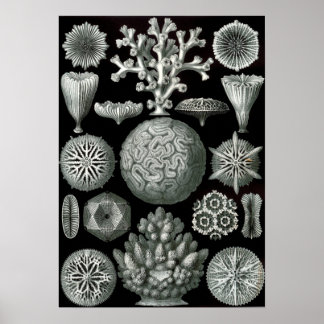Pôster Ernst Haeckel Hexacorallia Coral