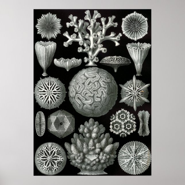 Pôster Ernst Haeckel Hexacorallia Coral (Frente)
