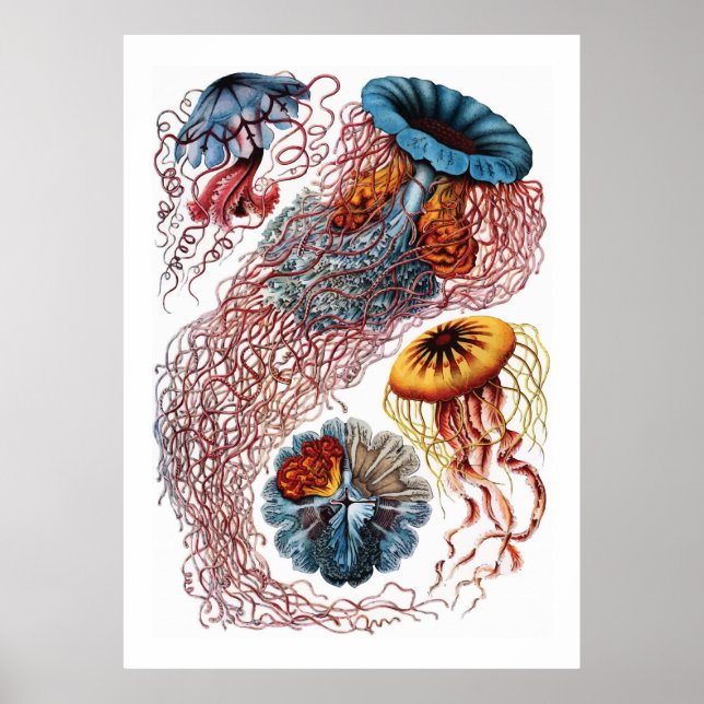Poster Ernst Haeckel Jellyfish (Frente)