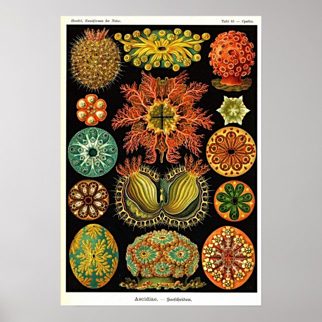 Poster Ernst Haeckel Kunstformen der Nature Ascidian (Frente)