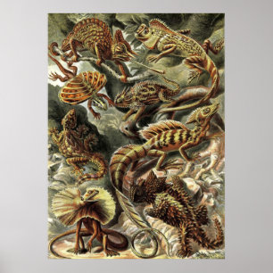 Poster Ernst Haeckel - lagartos de Lacertilia