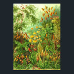 Pôster Ernst Haeckel - Muscinae<br><div class="desc">Ernst Haeckel - Muscinae</div>