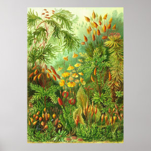 Pôster Ernst Haeckel - Muscinae