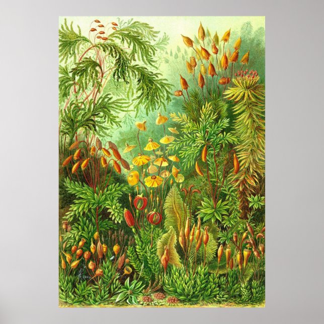 Pôster Ernst Haeckel - Muscinae (Frente)