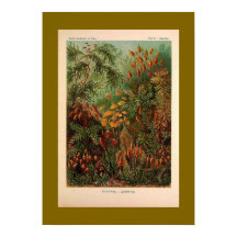 Ernst Haeckel Muscinae ilustração da safra