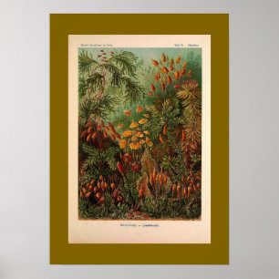 Poster Ernst Haeckel Muscinae ilustração da safra