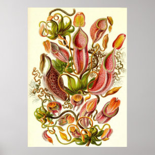 Pôster Ernst Haeckel - Nepenthaceae