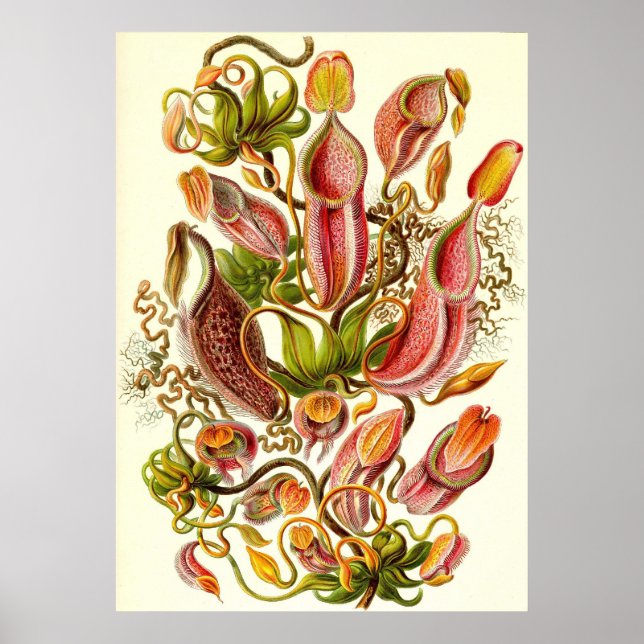 Pôster Ernst Haeckel - Nepenthaceae (Frente)