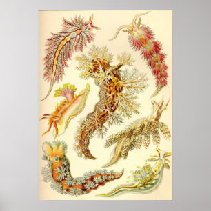 Pôster Ernst Haeckel - Nudibranchia