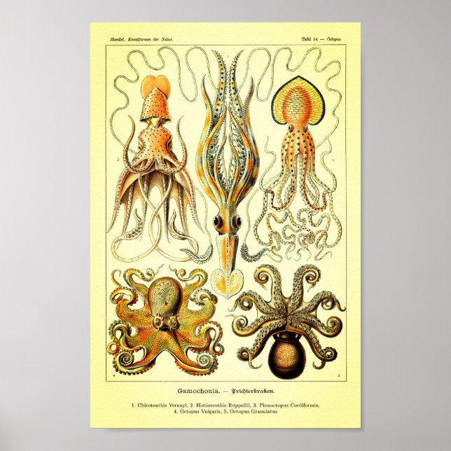 Pôster Ernst Haeckel Octopus (Frente)