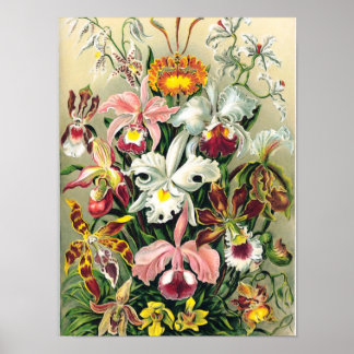 Poster Ernst Haeckel - Orquídeos