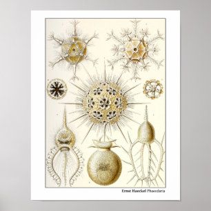 Pôster Ernst Haeckel Phaeodaria