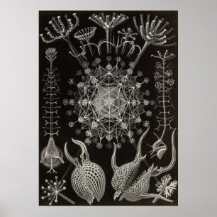 Pôster Ernst Haeckel - Phaeodaria2