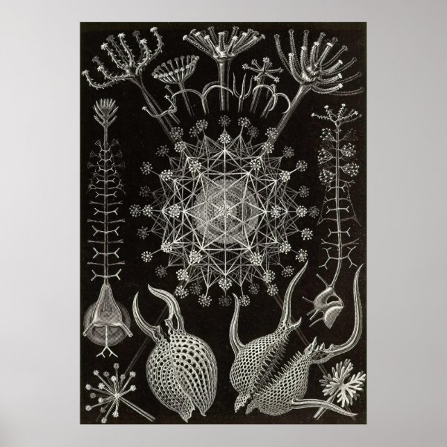 Pôster Ernst Haeckel - Phaeodaria2 (Frente)