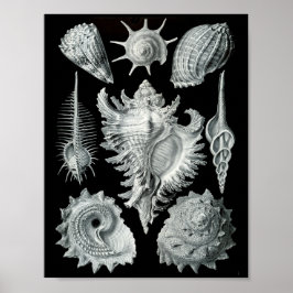 Poster Ernst Haeckel Prosobranchia Greve a Preto e Branco
