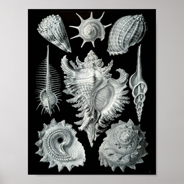 Poster Ernst Haeckel Prosobranchia Greve a Preto e Branco (Frente)