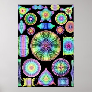 Poster Ernst Haeckel Rainbow Diatoms