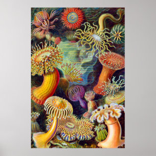 Pôster Ernst Haeckel Sea Anemones Marine:Actiniae