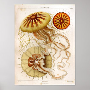 Poster Ernst Haeckel SeaLife Ocean Jellyfish Art Impressã