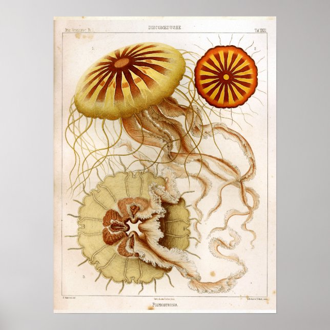 Poster Ernst Haeckel SeaLife Ocean Jellyfish Art Impressã (Frente)