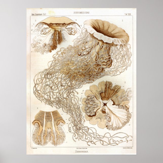 Pôster Ernst Haeckel SeaLife Ocean Jellyfish Art Impressã (Frente)